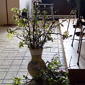 En smuk vase med forårets første bebudere